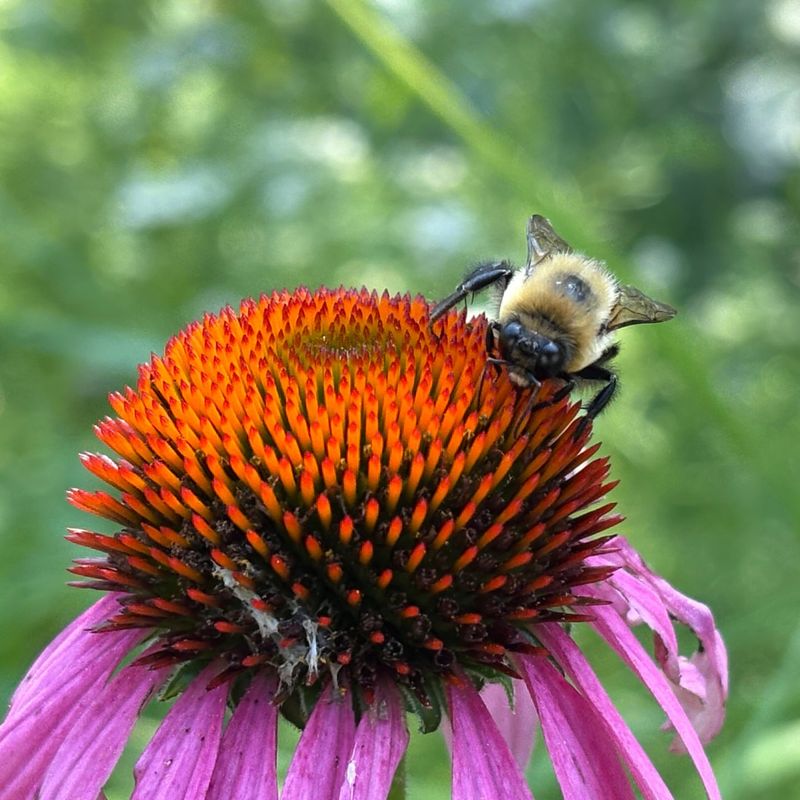Purple Coneflower That Brings Easy Color