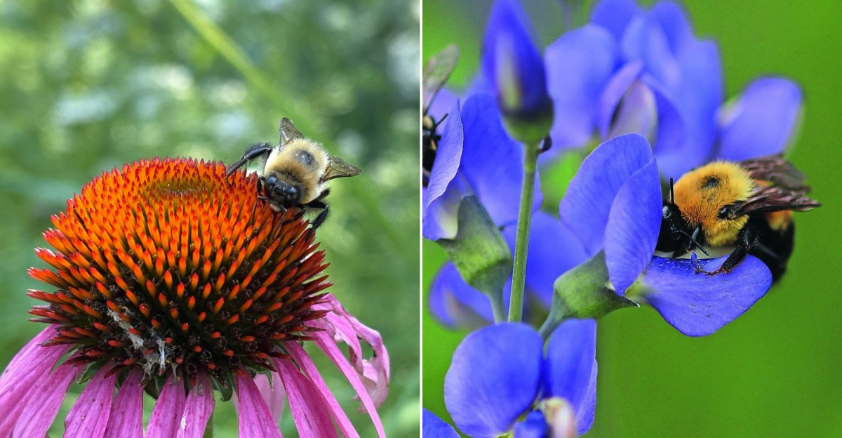 9 Plants That Attract Bees Without Taking Over Georgia Gardens