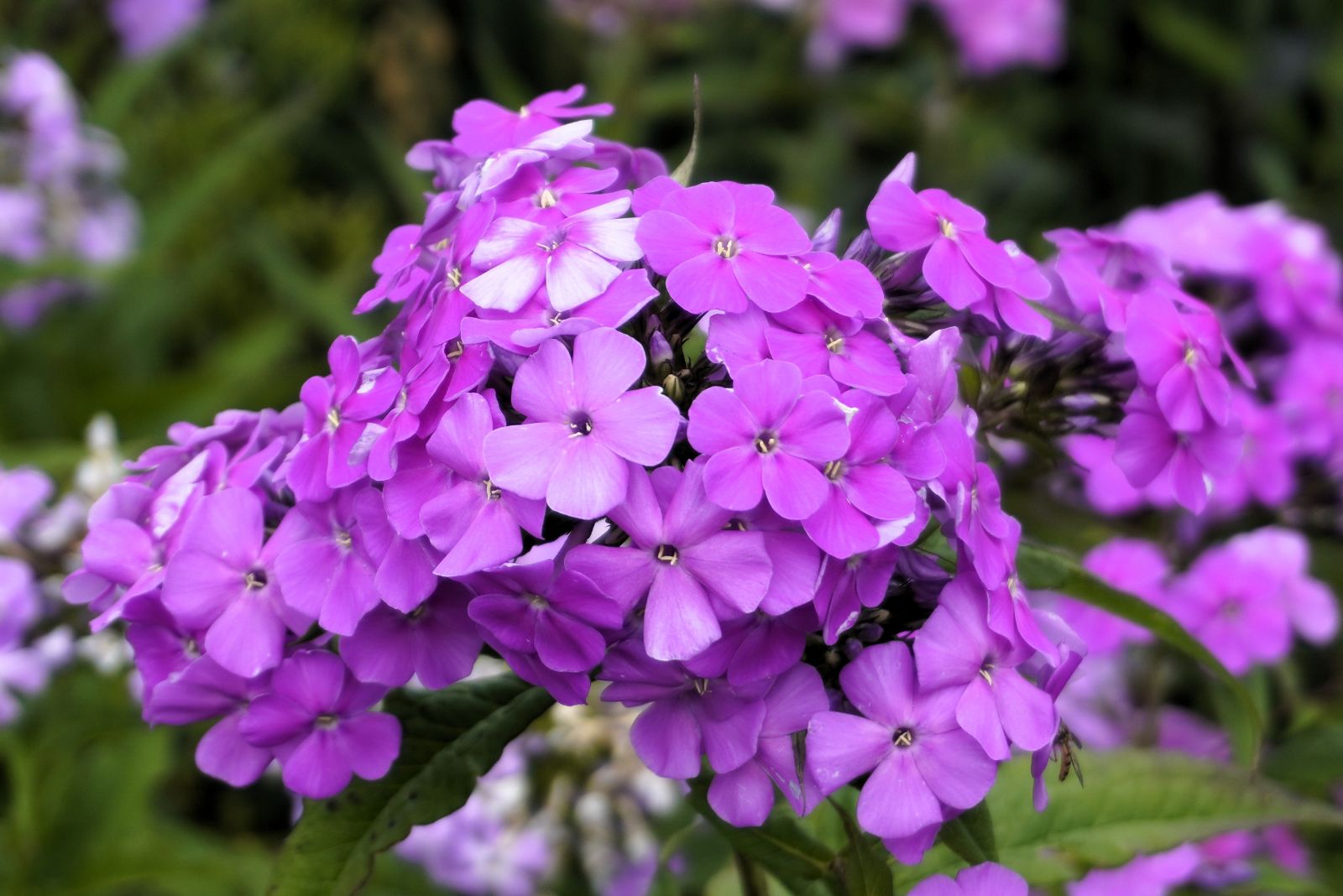 garden phlox