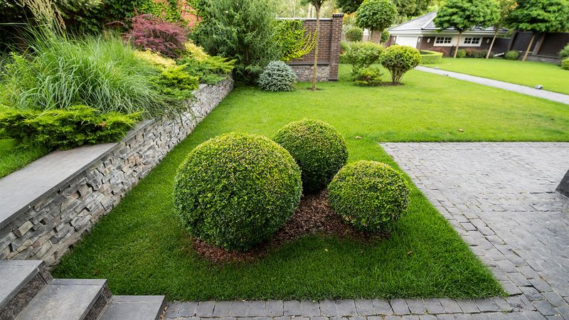 Boxwood Creates Clean Lines And A Structured Look