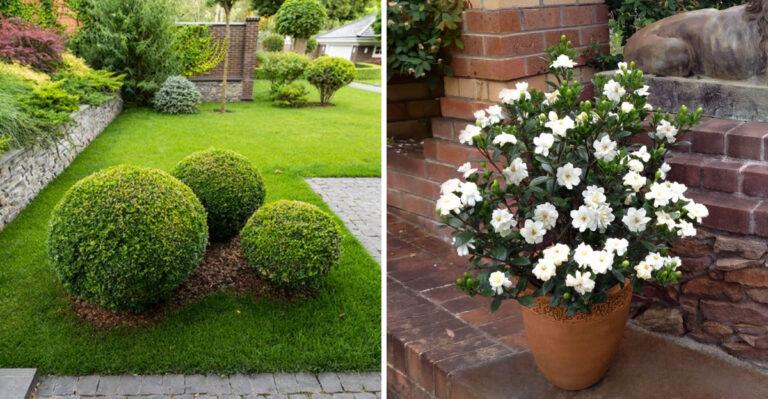 9 Plants That Make North Carolina Homes Look Professionally Landscaped