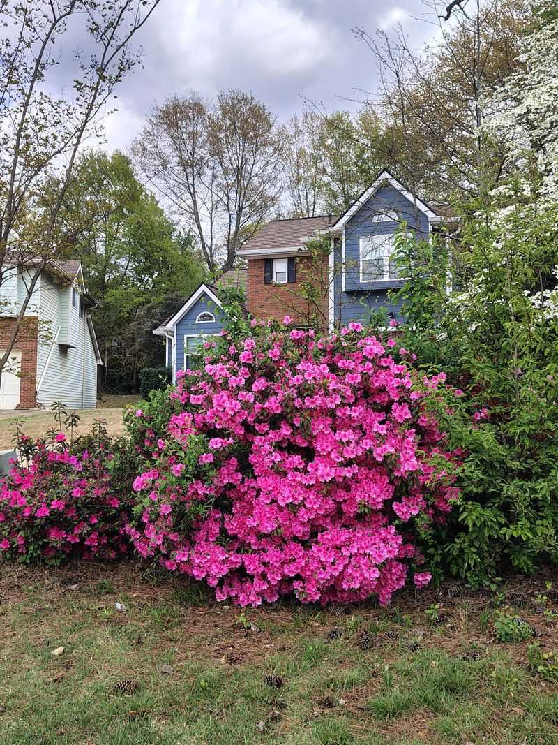 Azaleas Benefit From Organic Matter In Acidic Soil