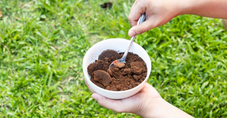 9 Plants That Thrive With Coffee Grounds In Georgia Gardens