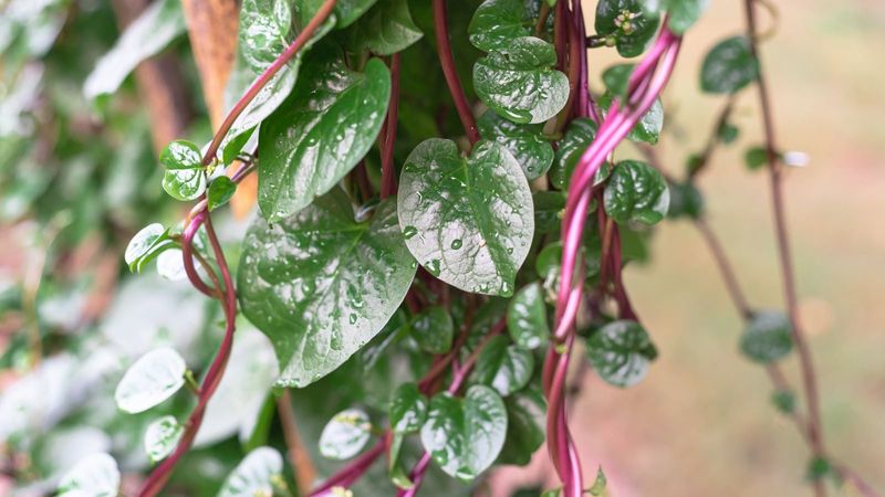 Malabar Spinach Climbs And Thrives In Partial Shade