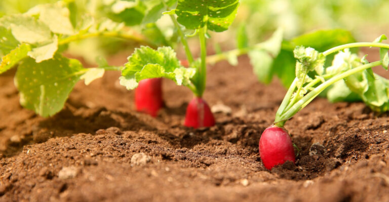 9 Short Growing Season Crops For Northern California Gardens