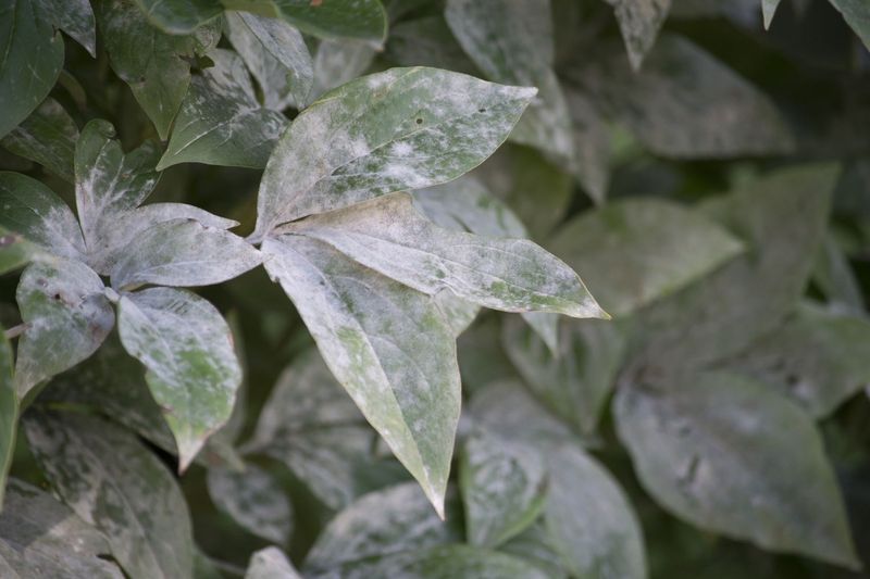 Leaves Develop White Or Gray Powdery Coating