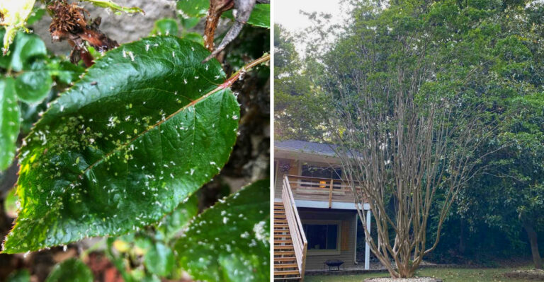 9 Signs Your Crepe Myrtle Is Struggling In North Carolina