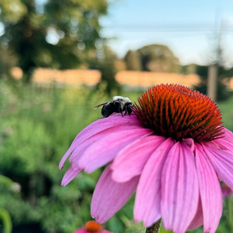 Purple Coneflower Brings More Bees Than Basic Groundcover