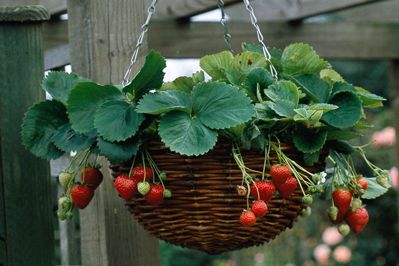 Strawberry Basket Planter Grows Fresh Fruit In Small Spaces