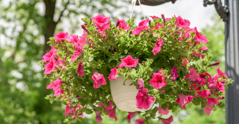 9 Stunning Hanging Basket Plants For Full Sun In Michigan