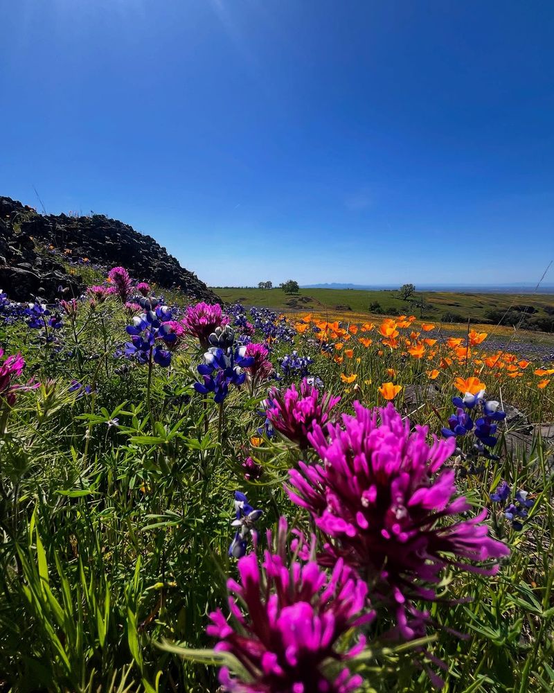 California Leads In Native Plant Diversity