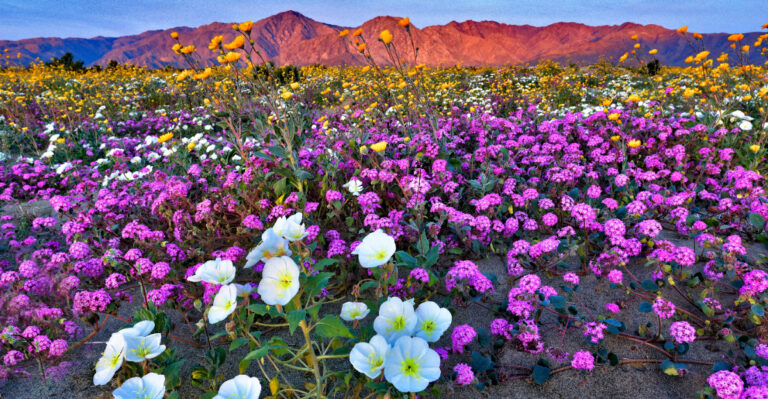 9 Things Most People Don’t Know About California Wildflowers