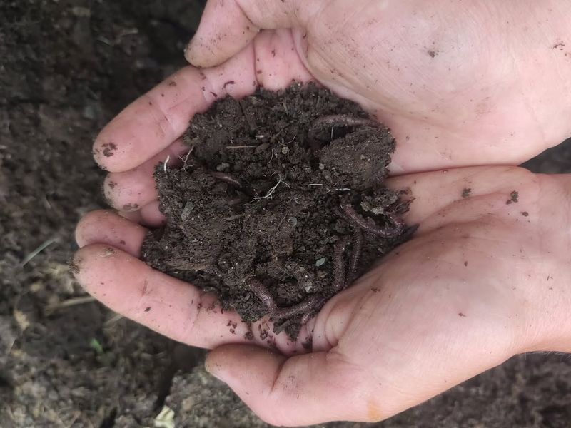 Start With Healthy Soil