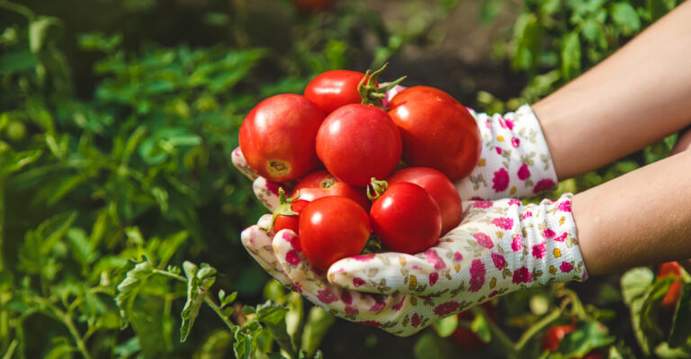 Tips For Growing Tons Of Tomatoes Arizona Gardeners Need To Know