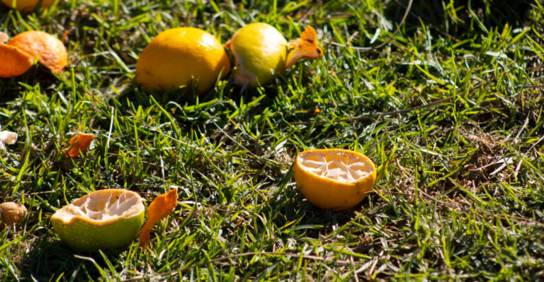 9 Useful Citrus Peel Uses California Gardeners Should Try