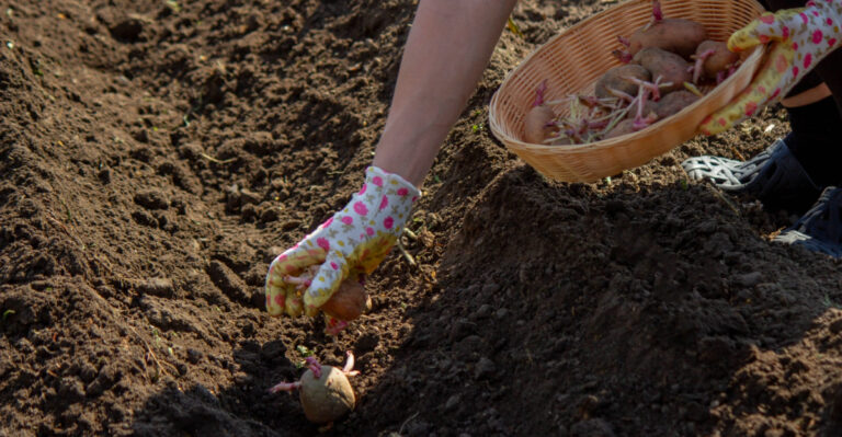 9 Vegetables Oregon Gardeners Can Still Start In May Without Feeling Behind