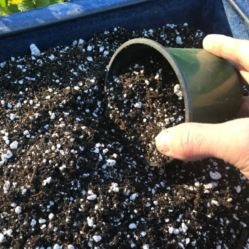 A Light Mix Of Potting Soil And Perlite Supports Root Growth