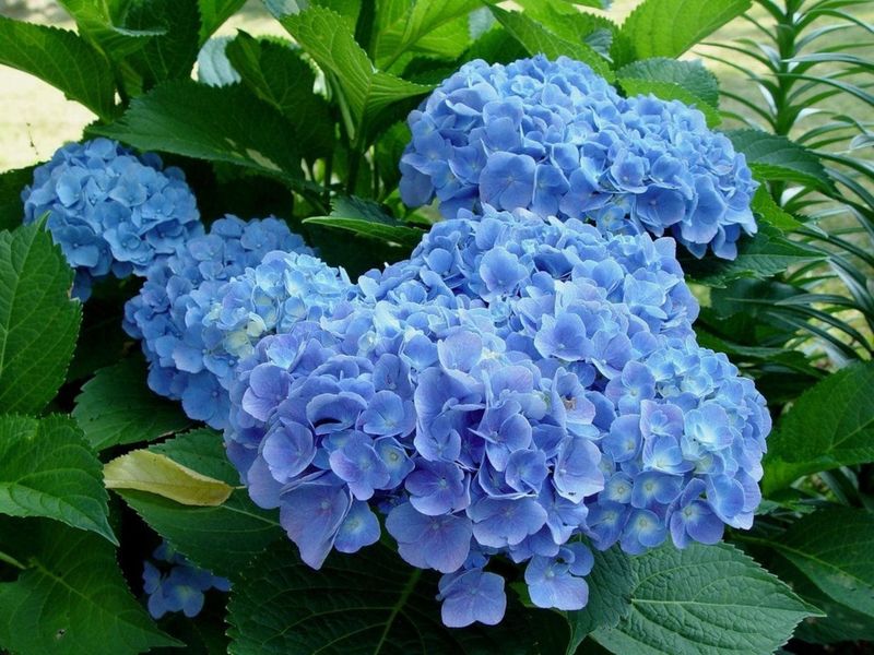 Low-Phosphate Feeding If You Want Bluer Blooms