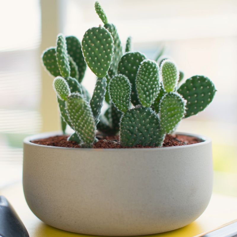 Light Feeding In Spring Helps Support Active Growth