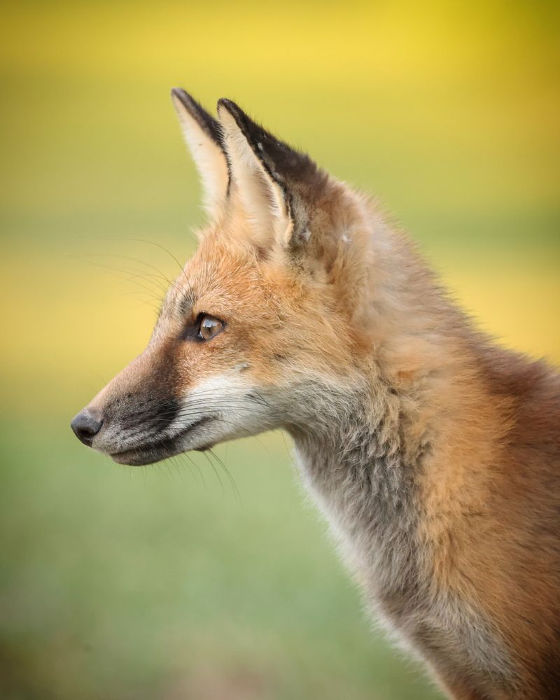 Daytime Sightings Do Not Always Signal Trouble