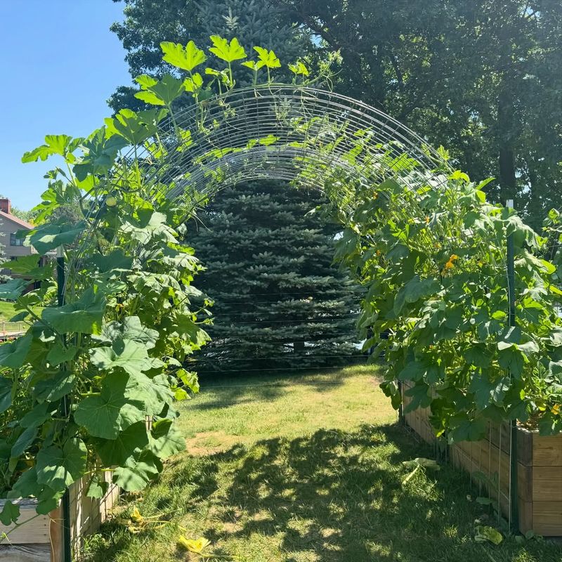 Cattle Panel Holds Heavy Growth Without Bending