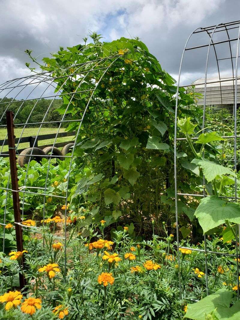 Cattle Panel Arch Trellis Creates A Durable Garden Feature