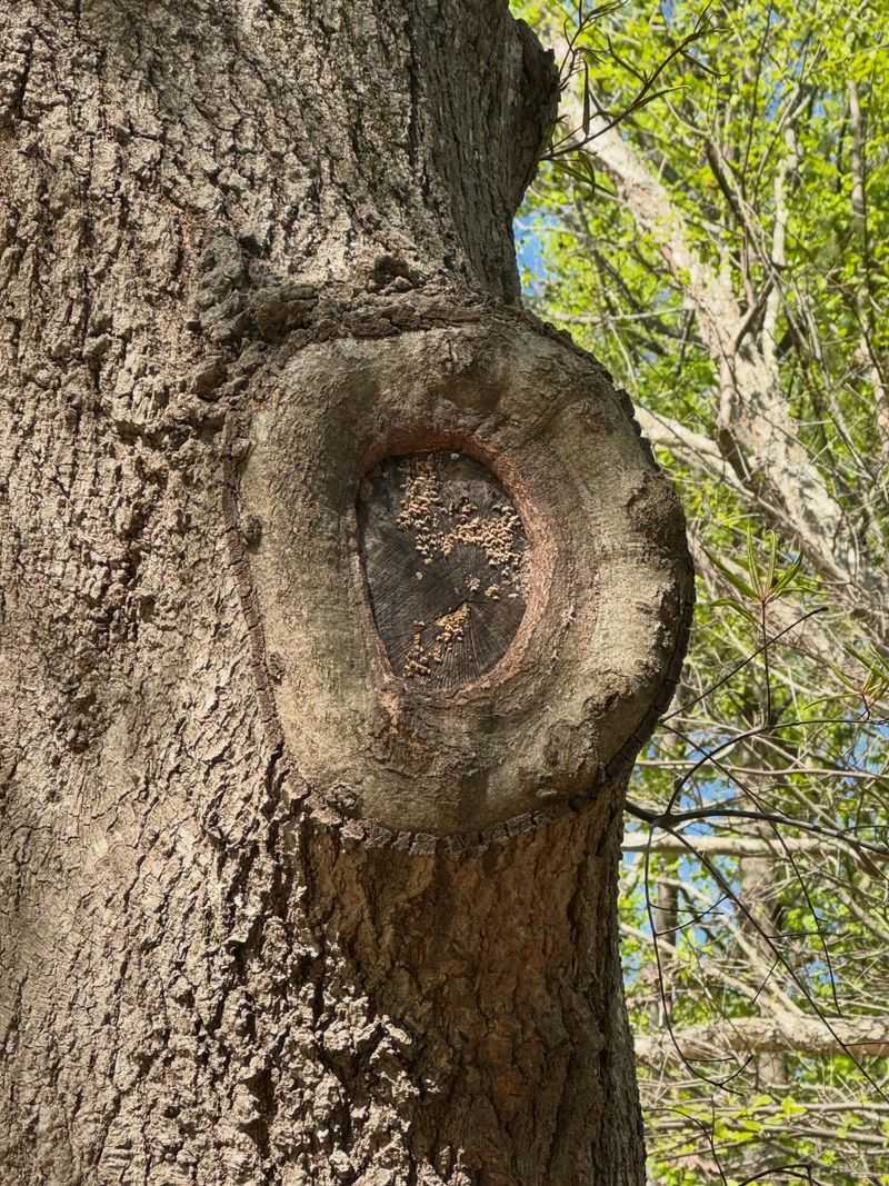 Large Wounds From Removing Big Branches Too Late