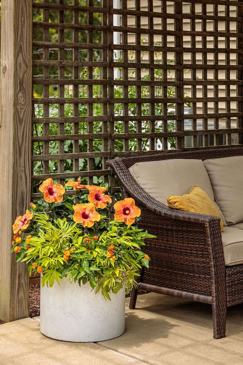 Full Sun With Some Afternoon Protection