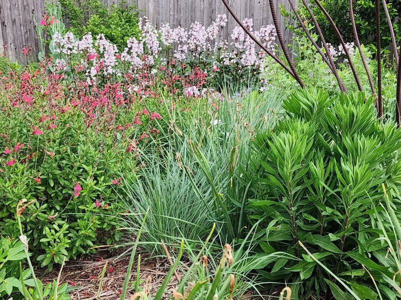 Native Grasses Support More Life In The Garden