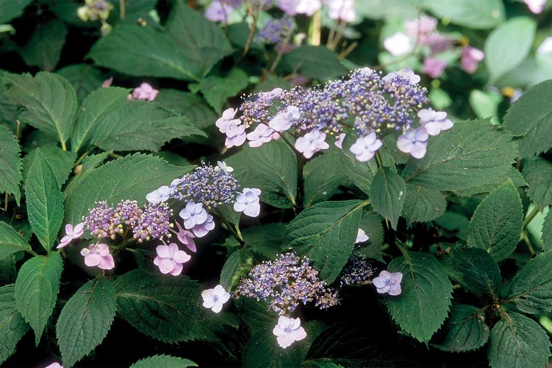 Meet Mountain Hydrangea A Lesser-Known Fit For Pennsylvania Clay Soil