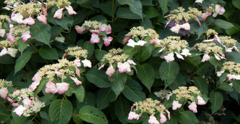 A Lesser-Known Hydrangea Variety That Thrives In Pennsylvania Clay Soil Gardens