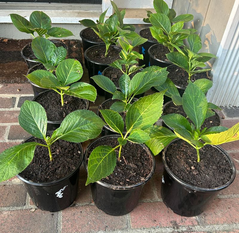 Consistent Moisture Without Soggy Soil Prevents Rot