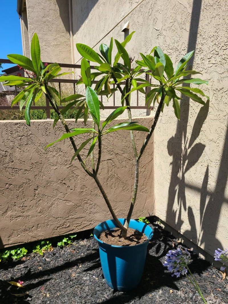 Tall Bare Branches Need A Smarter Approach