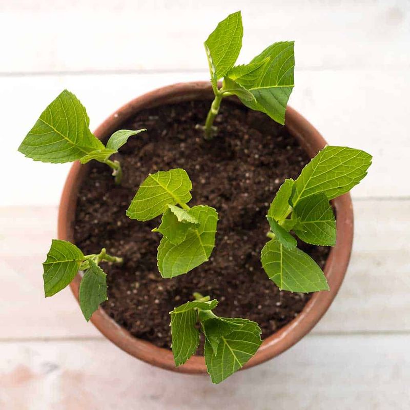 Rooted Cuttings Transition Outdoors With Ease