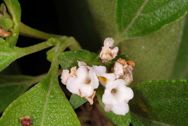 Works In The Ground Or Large Containers