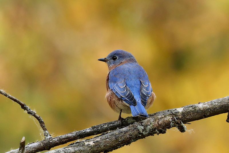 Low Perches Help Them Spot Their Next Meal