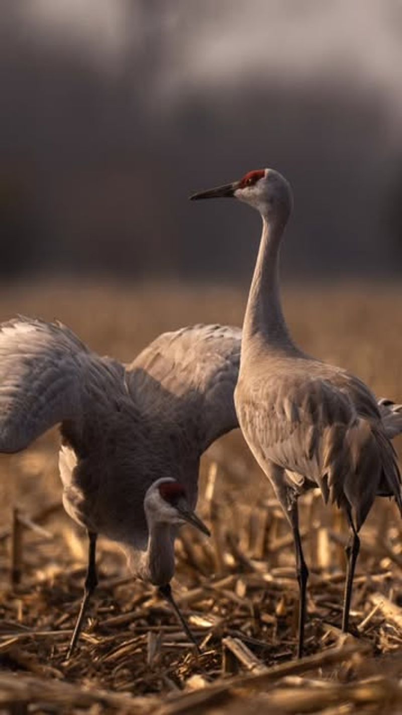 Sandhill Cranes Return To The Same Spots Year After Year