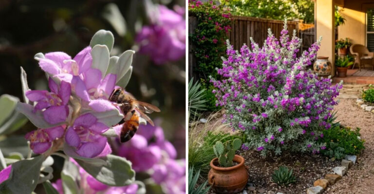 A Newly Recognized Texas Bee Depends On This Native Shrub To Survive