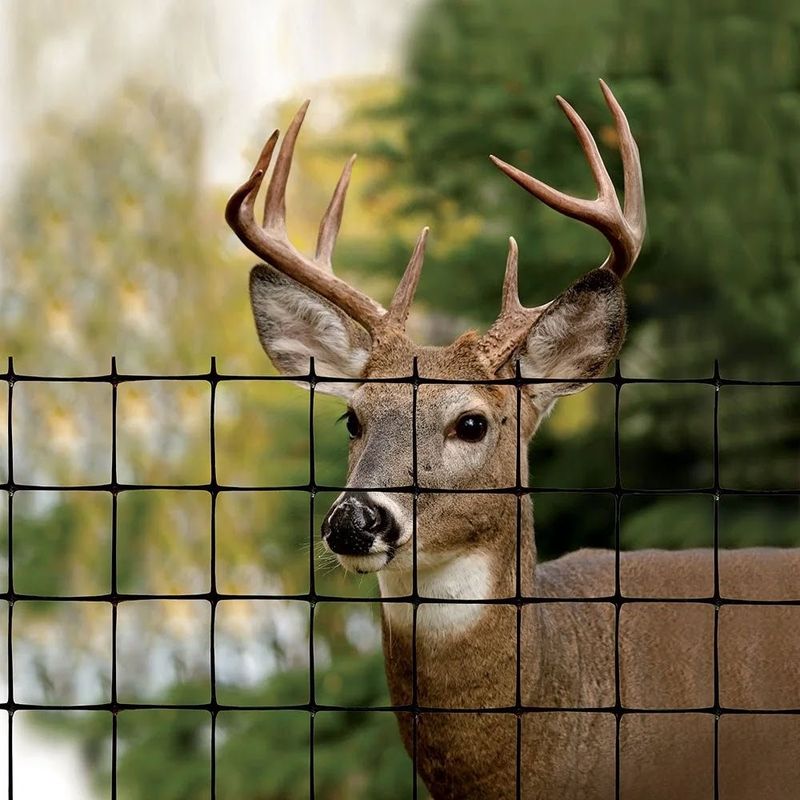 Deer Can Clear A Six-Foot Fence, So Eight Feet Is The Real Standard
