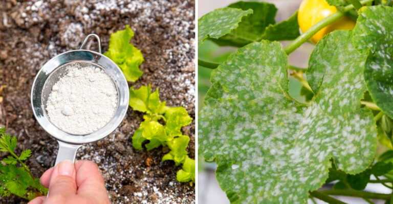A Practical Guide To Using Baking Soda In Your North Carolina Garden