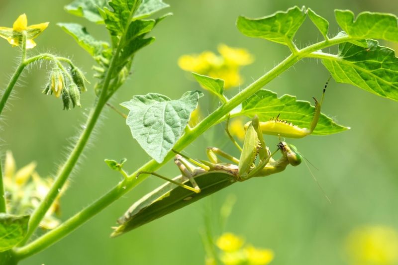 Your Garden Has Plenty Of Insect Activity