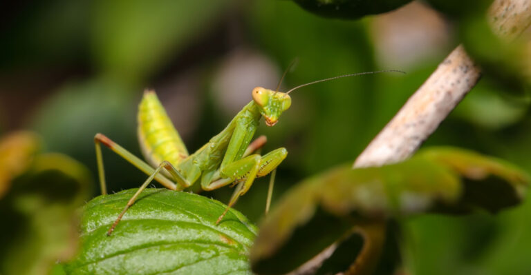A Praying Mantis In Your Michigan Garden Could Mean More Than You Think