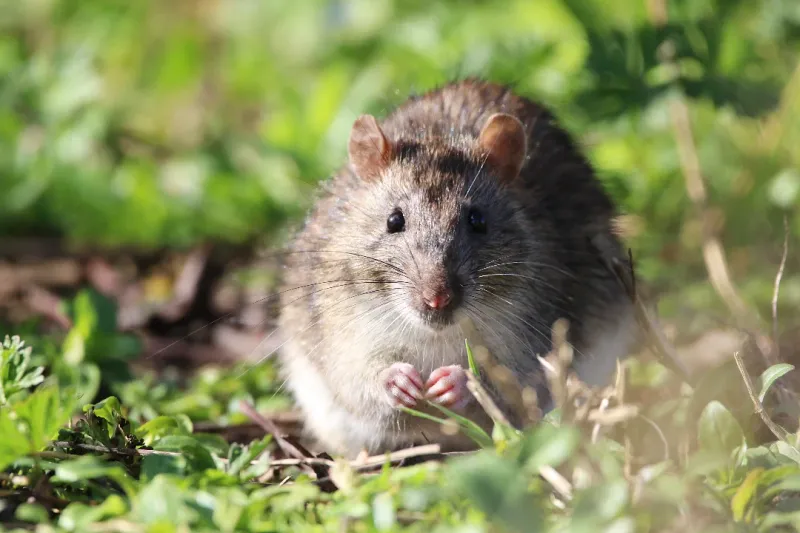 How Opossums Help Keep Rodent Populations In Check