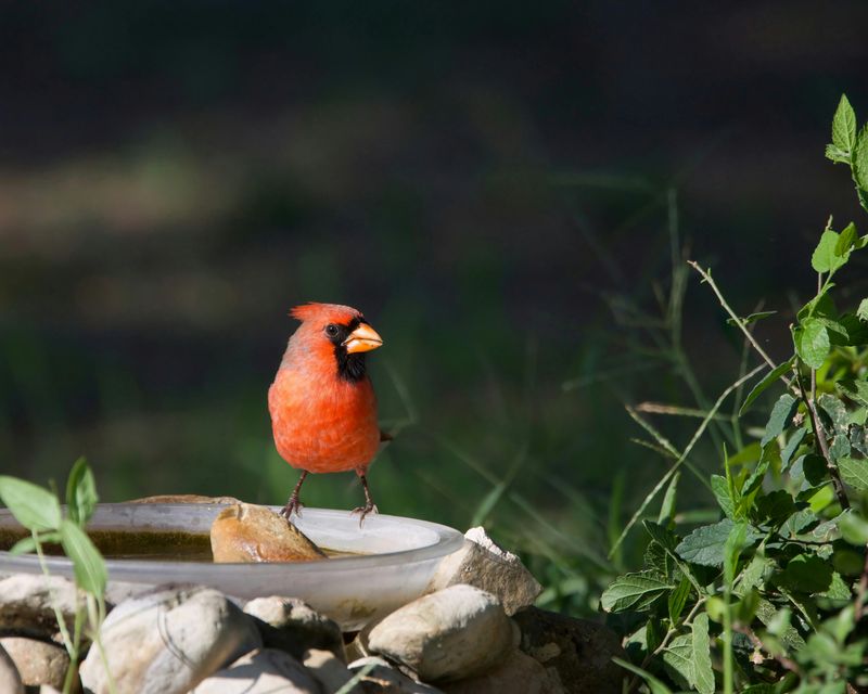A Reliable Water Source That Draws Visiting Cardinals