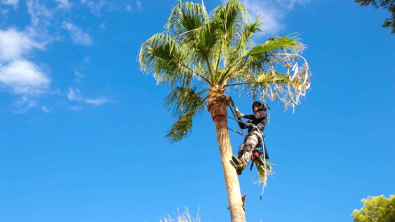 Spring Cleanup Should Not Leave Your Palm Stripped