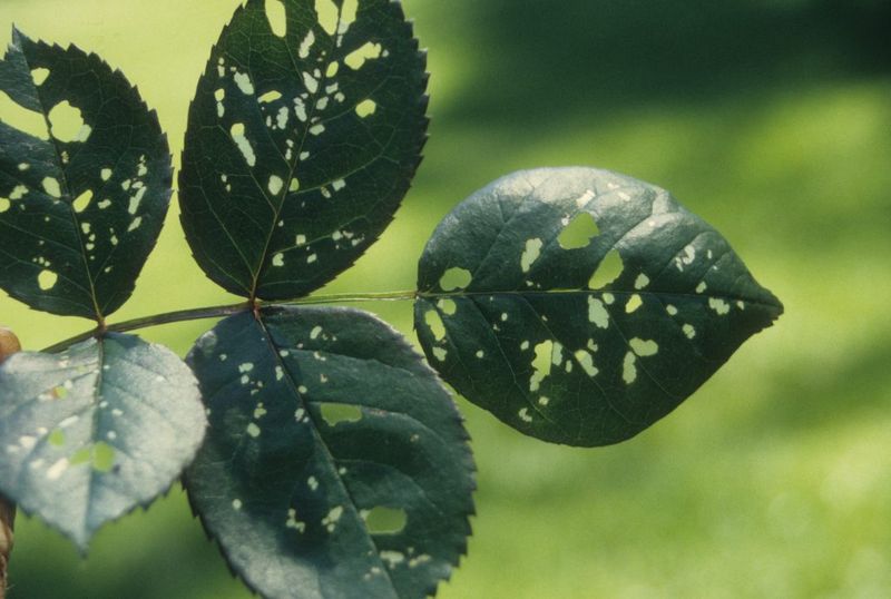 Light Damage Is Common But Heavy Feeding Adds Up