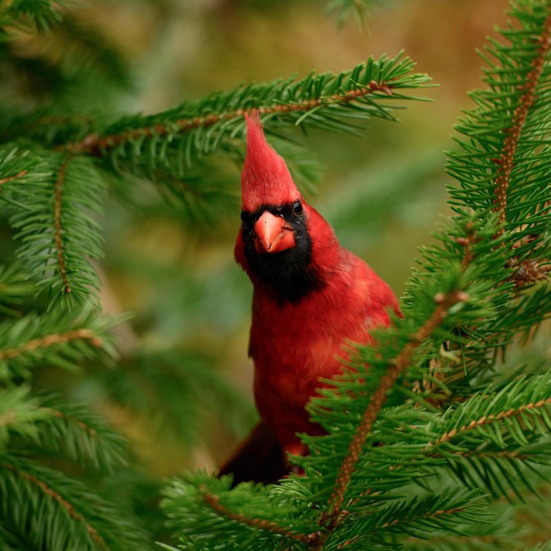 Dense Shrubs And Trees As Safe Shelter For Cardinals