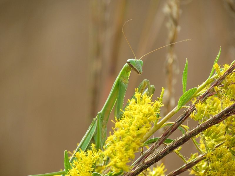 How To Welcome More Praying Mantises Into Your Pennsylvania Garden
