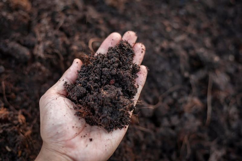 Soil Acidity Kept In The 4.5 To 5.0 Range