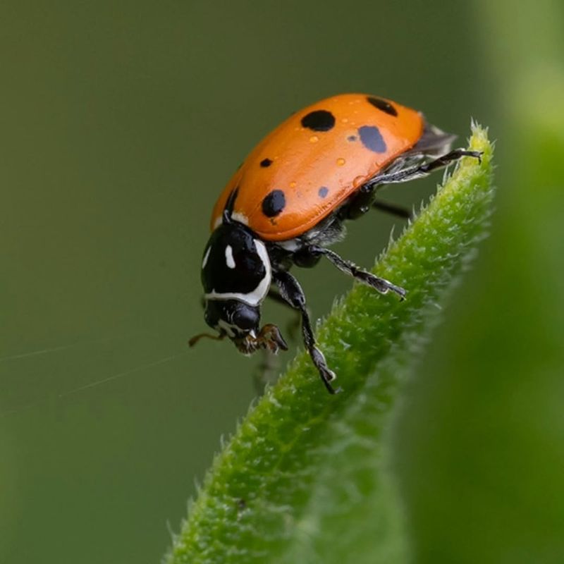 Lady Beetles Lacewings And Hover Flies Help Hold Aphids Down